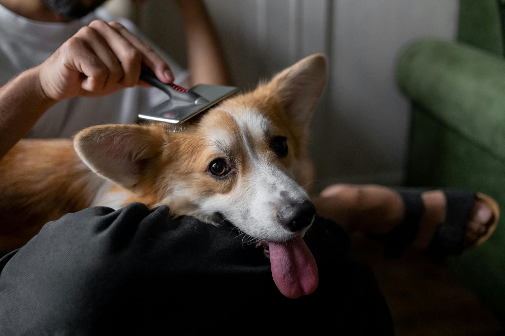 Summer Dog Shedding Tips: How to Manage Excessive Fur Loss - Everpaw Co
